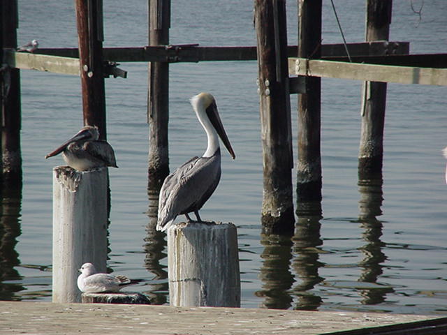 Brown Pelicans in Bucktown