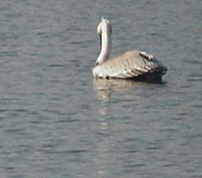 Pelican in water from rear