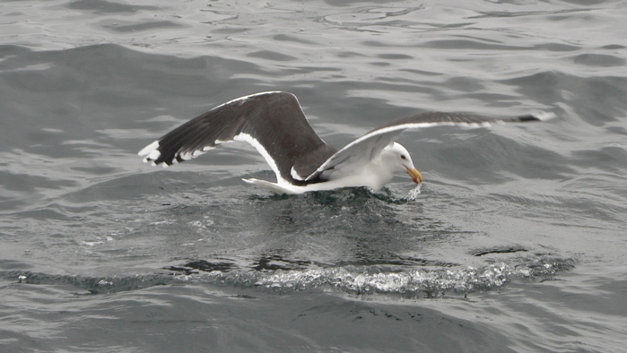 Strange gull Maybe a Lesser Black-backed?