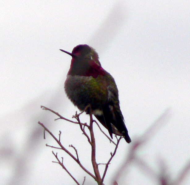 Annas Hummingbird