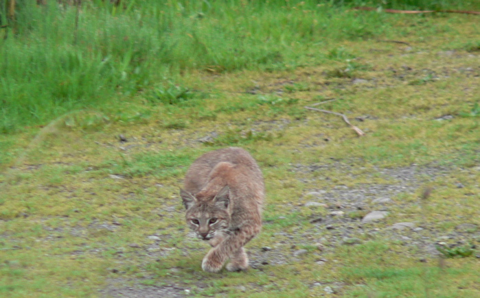 Bobcat