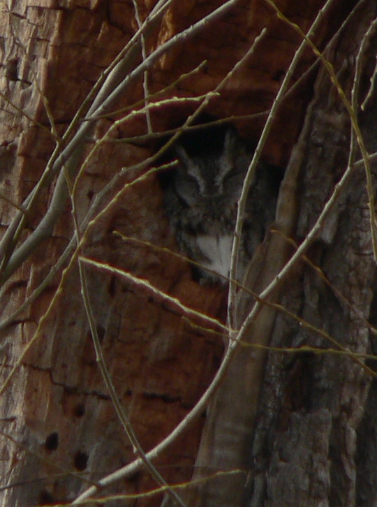 Eastern Screech Owl at Croton Point State Park