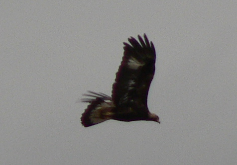 Golden Eagle at Sunnyvale Baylands