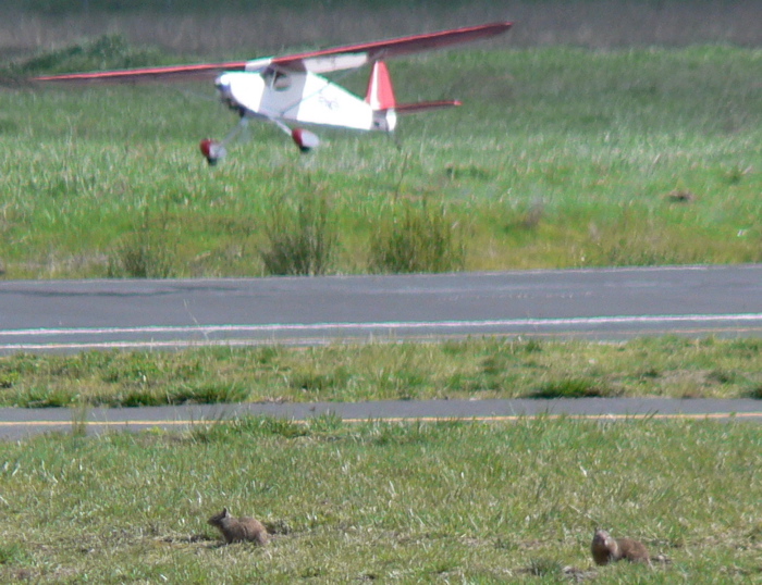 Two California Ground Squirrels on runway