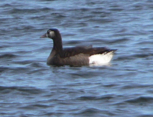 Hybrid Goose at Rye Playland