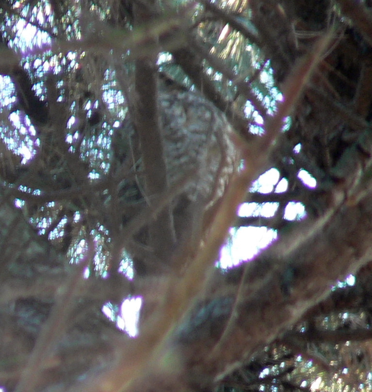 Long-eared Owl in pine tree