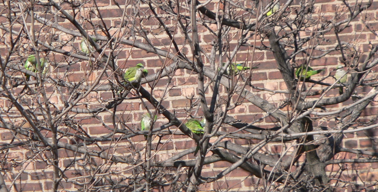 Monk parakeets near Brooklyn College