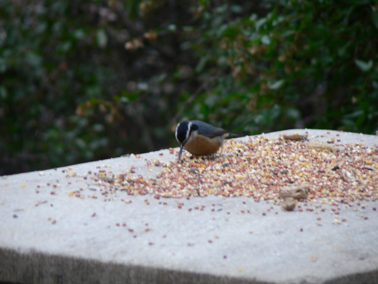 Red-breasted Nuthatch in Vale of Cashmere