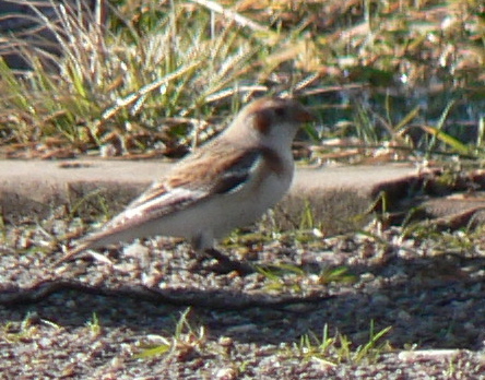 Snow Bunting at Jacob Riis Park