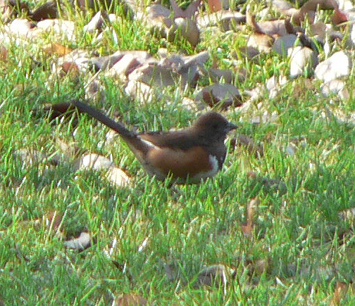 Eastern Towhee in Brooklyn Botanical Gardens