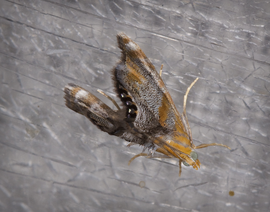 Mokka mit Schlag » The Return of Moth Monday: Dicymolomia opuntialis