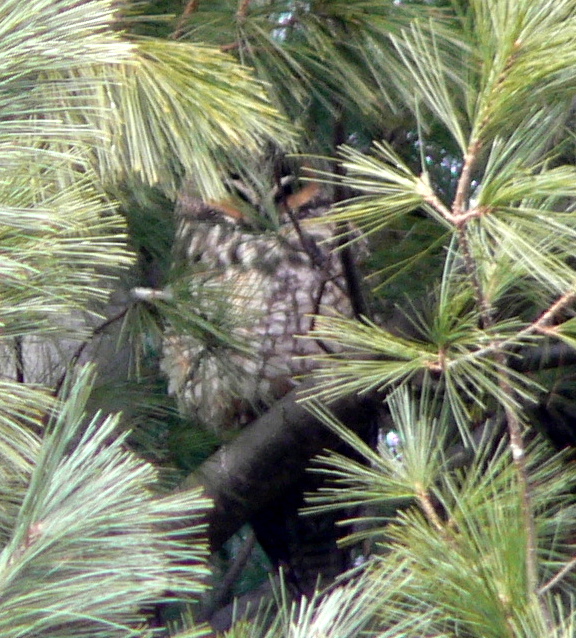 Long-eared Owl at Croton Point State Park